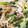 さかな５３４０'s cooksnap of when they made もやしと青梗菜のカニカマ和え.