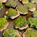 やよい・M's cooksnap of when they made 簡単！大葉と豚挽き肉のぺったんこ焼き.