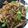 moon10's cooksnap of when they made 激安スーパーの肉でつくる焼き肉のタレ炒め.