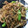 moon10's cooksnap of when they made 激安スーパーの肉でつくる焼き肉のタレ炒め.