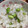 りひーのちゃん's cooksnap of when they made 旨い(*^^*)枝豆ごはん♪.