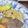 てぃらみい's cooksnap of when they made ハナビラタケのバターソテー.