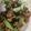 クックHCE5RC☆'s cooksnap of when they made 大分名物！簡単で美味しい　ニラ豚.