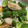プリズンブレイク's cooksnap of when they made 簡単　おくら&みょうがの和え物.