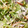 いさうさ's cooksnap of when they made 水菜とちくわの塩昆布マヨサラダ.