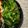 ˚✧₊⁎ゆう˚✧₊⁎'s cooksnap of when they made オクラとキャベツのおかか醤油和え.