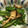 ミルクボール's cooksnap of when they made コク旨！舞茸とピーマンのバター塩昆布炒め.