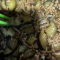 どあら。's cooksnap of when they made 【幼児食】豚ひき肉で和風麻婆なす.