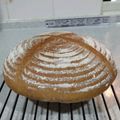 ＫＡＺＰＹ's cooksnap of when they made 手捏ね☆全粒粉とライ麦のカンパーニュ.