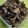 ささささ＆＊'s cooksnap of when they made 茄子の塩昆布和え.