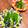 エル♀'s cooksnap of when they made 作り置きおくらのおひたし.