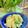 お料理パンダ's cooksnap of when they made ズボラ♫新じゃがでバジルポテトサラダ☆.