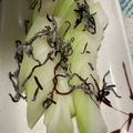 emi0015's cooksnap of when they made 冬瓜の塩昆布さらだ.
