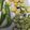 クックZTZ10H☆'s cooksnap of when they made 夏野菜の彩り素揚げ.