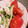 ひっこ's cooksnap of when they made ささみと梅の白だし和え.
