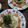 キュアラ☆'s cooksnap of when they made 簡単！キュウリの千切り方法.