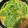 ラビルル's cooksnap of when they made スペアリブで本格カムジャタン.