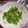 クック5JVRUQ☆'s cooksnap of when they made 豆苗と天かすの豆板醤オガタ和え.