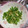 クック5JVRUQ☆'s cooksnap of when they made 豆苗と天かすの豆板醤オガタ和え.