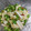 まゆみきママ's cooksnap of when they made オクラと長芋の梅おかか和え.