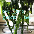 ひトみ's cooksnap of when they made おいしく戻そう♪塩蔵わかめ.