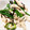 クックZFKRE9☆'s cooksnap of when they made オクラとささみの塩こんぶ和え.