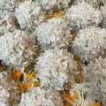 suisuimoco's cooksnap of when they made 肉団子のもち米蒸し.