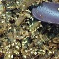 くわか。's cooksnap of when they made 【絶品］ゴーヤの佃煮♪.