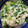 クック7NA4SM☆'s cooksnap of when they made つるむらさきの白和え.