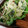 クックJAM☆'s cooksnap of when they made 簡単♡ちくわとカニカマサラダ♡.