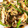 67luna's cooksnap of when they made ごはんがススム★舞茸と豚肉のしょうが焼き.