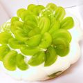 クックK0EAD7☆'s cooksnap of when they made シャインマスカットのレアチーズケーキ.