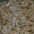 NEKOほっぺ's cooksnap of when they made ほうれん草のカレー☆パラクチキンカレー.