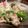 くじら食堂's cooksnap of when they made 甘唐辛子☆鶏肉塩炒め.