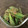 にじゆめa's cooksnap of when they made 【簡単】オクラの胡麻和え.