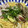 QPはにー's cooksnap of when they made とろとろなすの豚しゃぶそうめん.