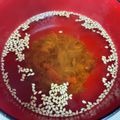 なーなちゃん's cooksnap of when they made 美味しいコツ☆鰹節と梅干しの即席お吸い物.