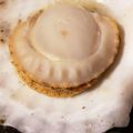 ふぁんころ's cooksnap of when they made フライパンで！殻付きホタテの焼き方.