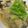 クックIONOHY☆'s cooksnap of when they made 鍋1つで簡単！カレイのみぞれ煮.