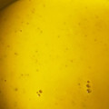 コロリン☆☆'s cooksnap of when they made 簡単！かぼちゃのスープ♪♪.