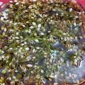 長野市えみちゃん's cooksnap of when they made カンタン！ニラの花の中華ソース.