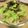 ねみねみ's cooksnap of when they made やみつき♪レタスとツナの海苔サラダ.