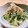 Cocopppi's cooksnap of when they made ☆もやしとかいわれのさっぱり和え☆.