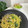マイページ⸜♡⸝'s cooksnap of when they made 『超簡単』和風のしめじマヨパスタ.
