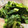 あおむし26's cooksnap of when they made 簡単！茹でるだけ！つるむらさき.