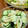 はっぴぃ☆モソモ's cooksnap of when they made きゅうりとちくわのめんつゆごまマヨ和え.