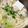 だいぽよ☆'s cooksnap of when they made 鍋におかずに！かなり使えるフワフワ鶏団子.