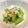 モミ太くん's cooksnap of when they made かに缶で☆青梗菜のかにあんかけ.
