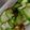 クックOYTSP1☆'s cooksnap of when they made 子供も好きになる！きゅうりとわかめ酢の物.
