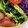 新妻あや's cooksnap of when they made ほうれん草のアーモンドバター和え.